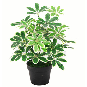 Variegated Artificial Schefflera Arboricola Plant
