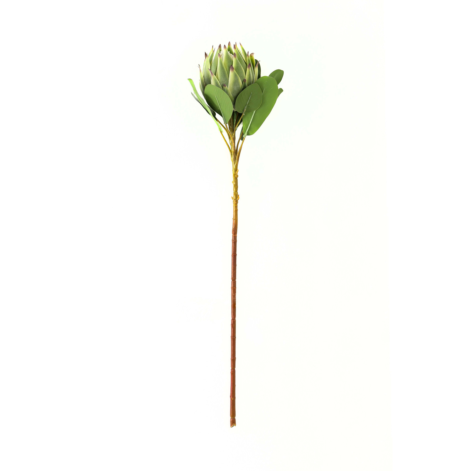 Vibrant Floral Large Protea - Green
