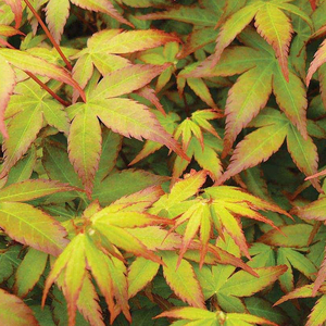 Acer Palmatum Japanese Maple Tree