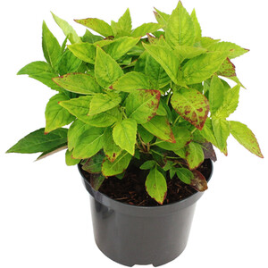 Senetti Plant