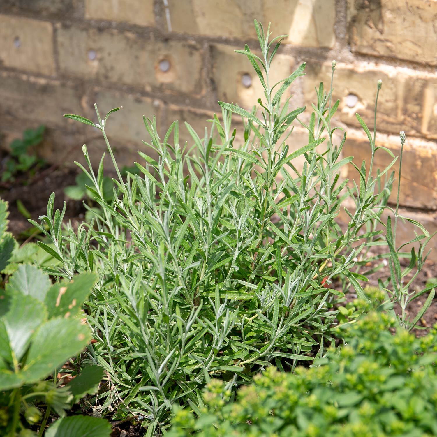 Marshalls Garden Tarragon Plant - Green
