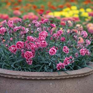 Marshalls Garden Dianthus 'Pinks Scent First Sugar Plum'