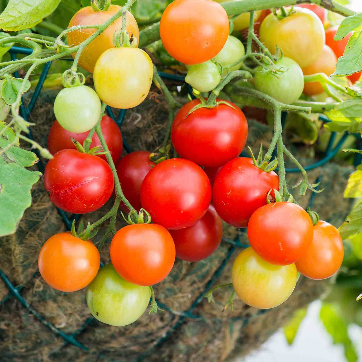 Marshalls Garden 'Steak' Tomato Seeds - Beefsteak, c. 500g fruits, RHS Award, 10 seeds - Red