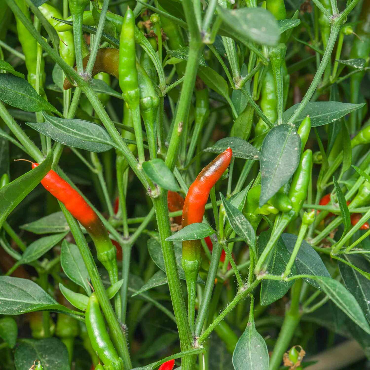 Marshalls Garden Moneymaker Cordon Tomato Seeds - Pack of 70 - Red