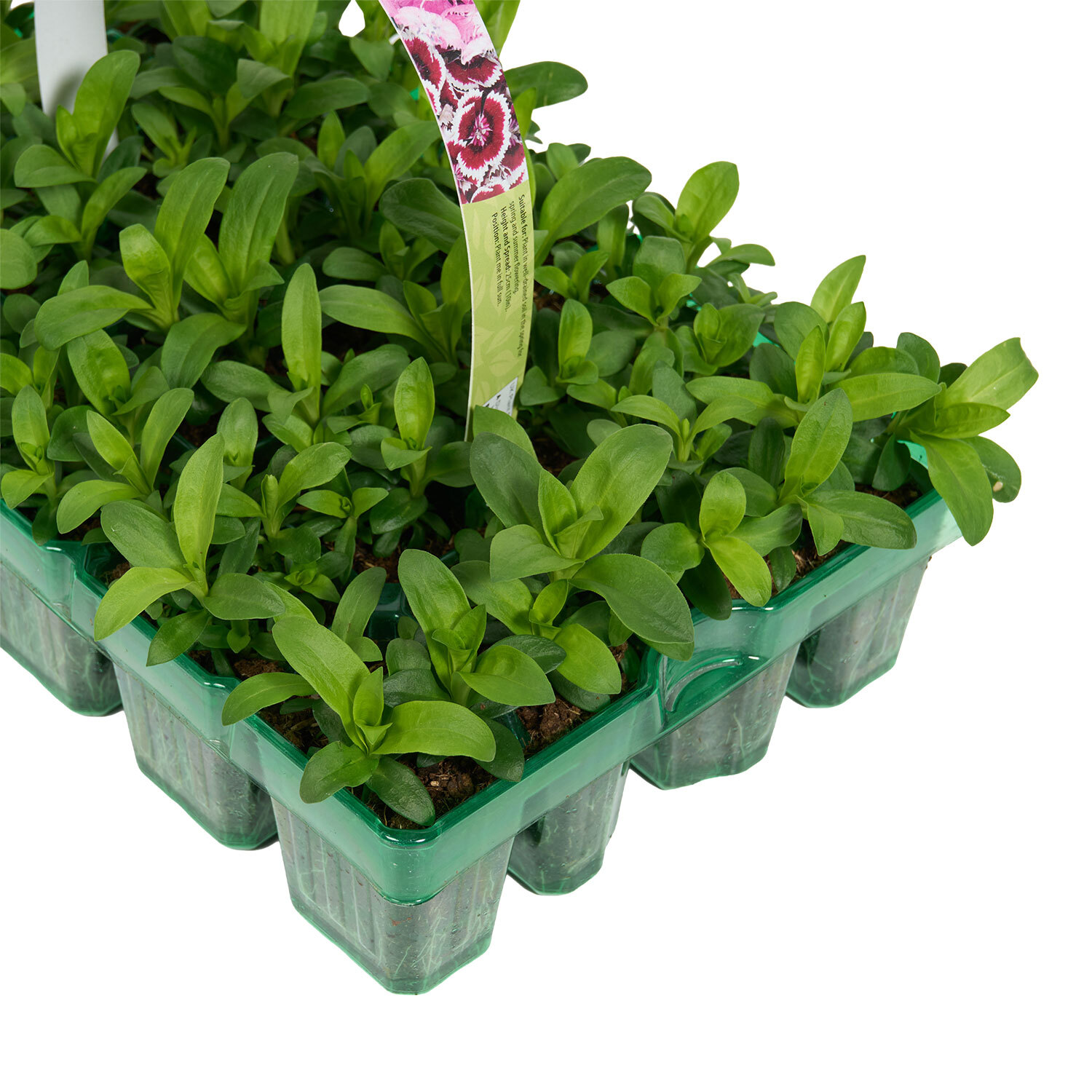Spring Bedding Planting Pack of 20 Spring Bedding Plants