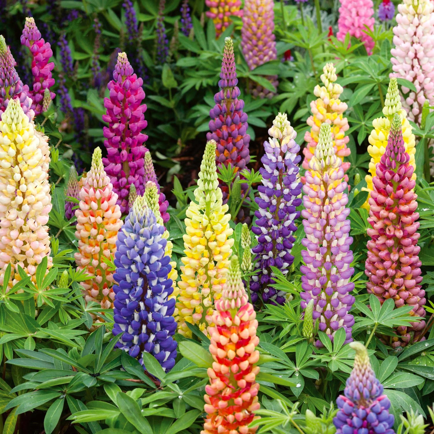 Unwins Lupin Seeds 'Russell Mix' - Neutral
